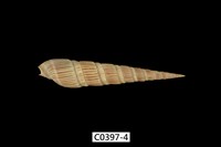 藏品(櫛筍螺 )的圖片